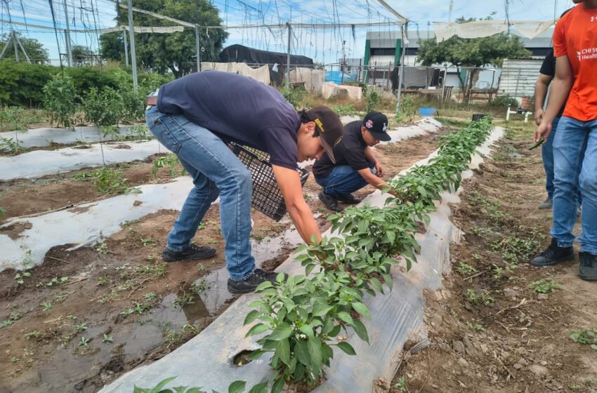UTEtchojoa fortalece la formación práctica de futuros profesionistas del campo
