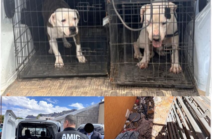 FGJES rescata a dos canes Pitbull tras cateo por maltrato animal en Guaymas